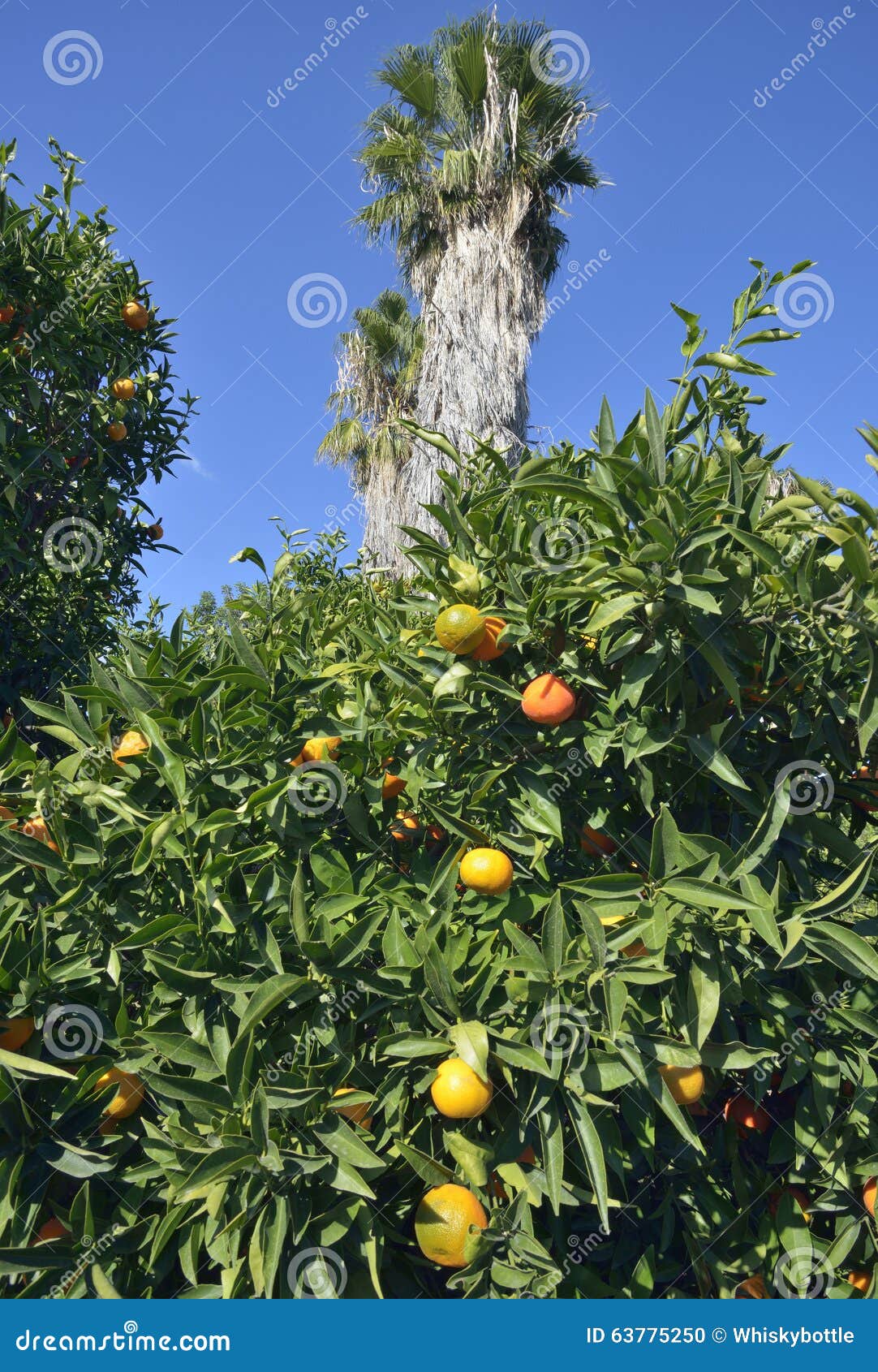 Clementine stock photo. Image of cyprus, fresh, blue 63775250