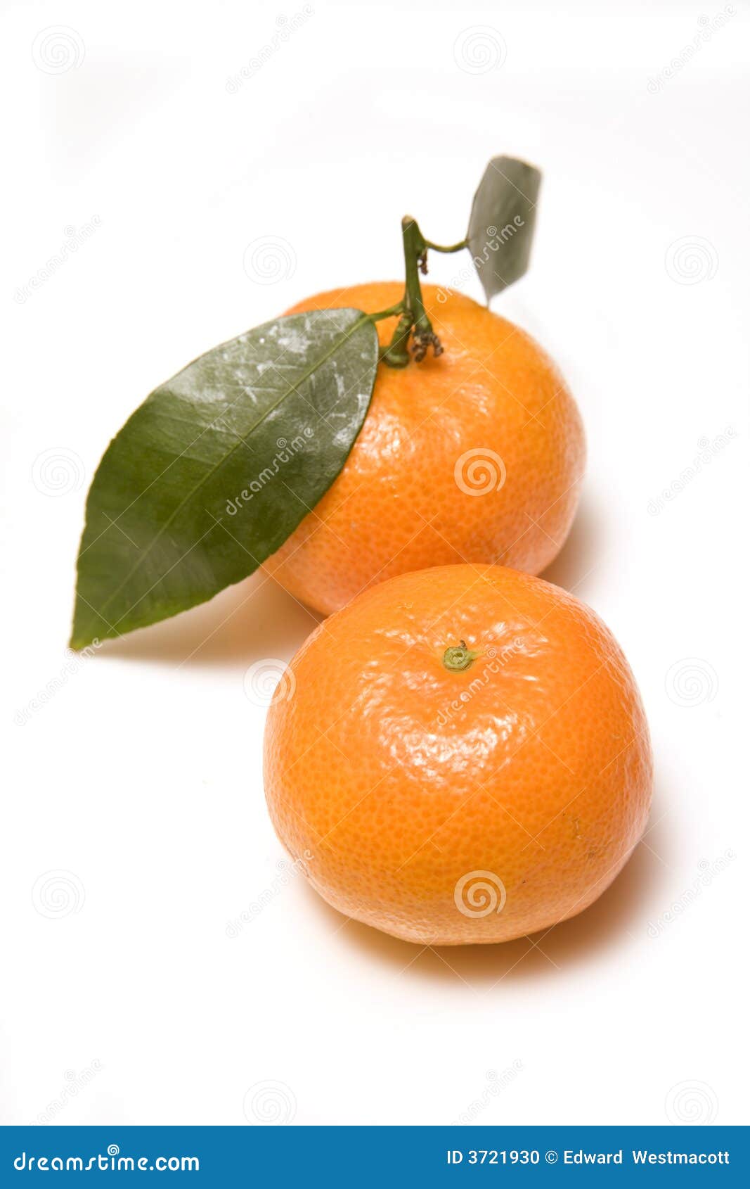 Clementine oranges stock photo. Image of harvest, studio 3721930