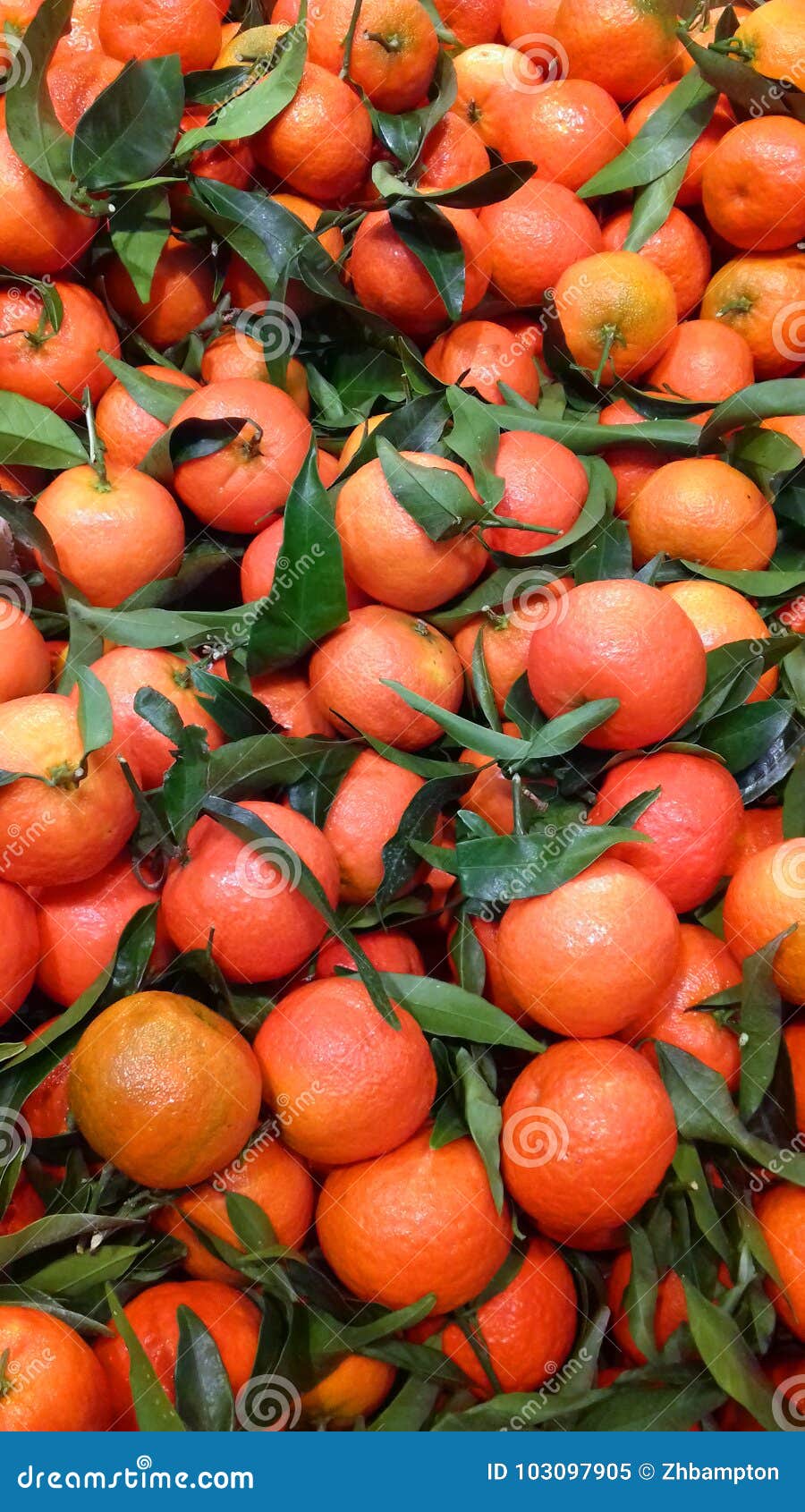 mandarins and clementines mandarins and clementines