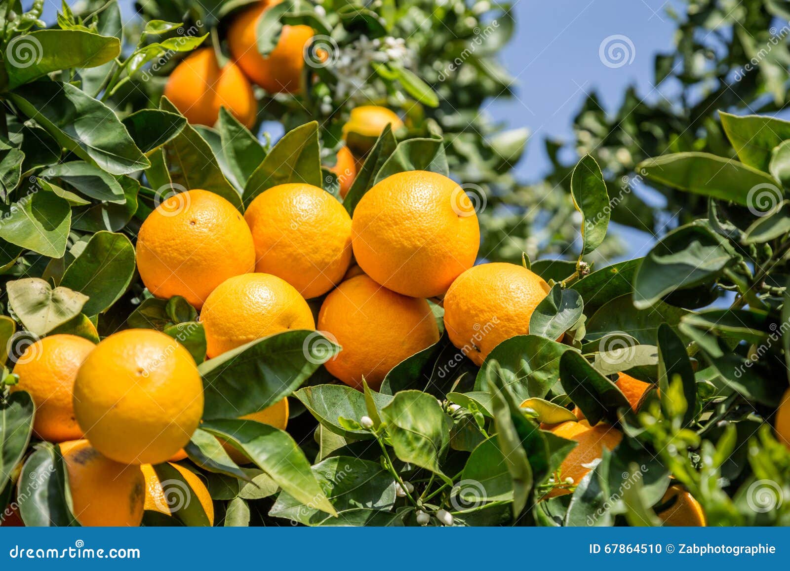 Clementines stock photo. Image of blue, plant, farm, harvest 67864510