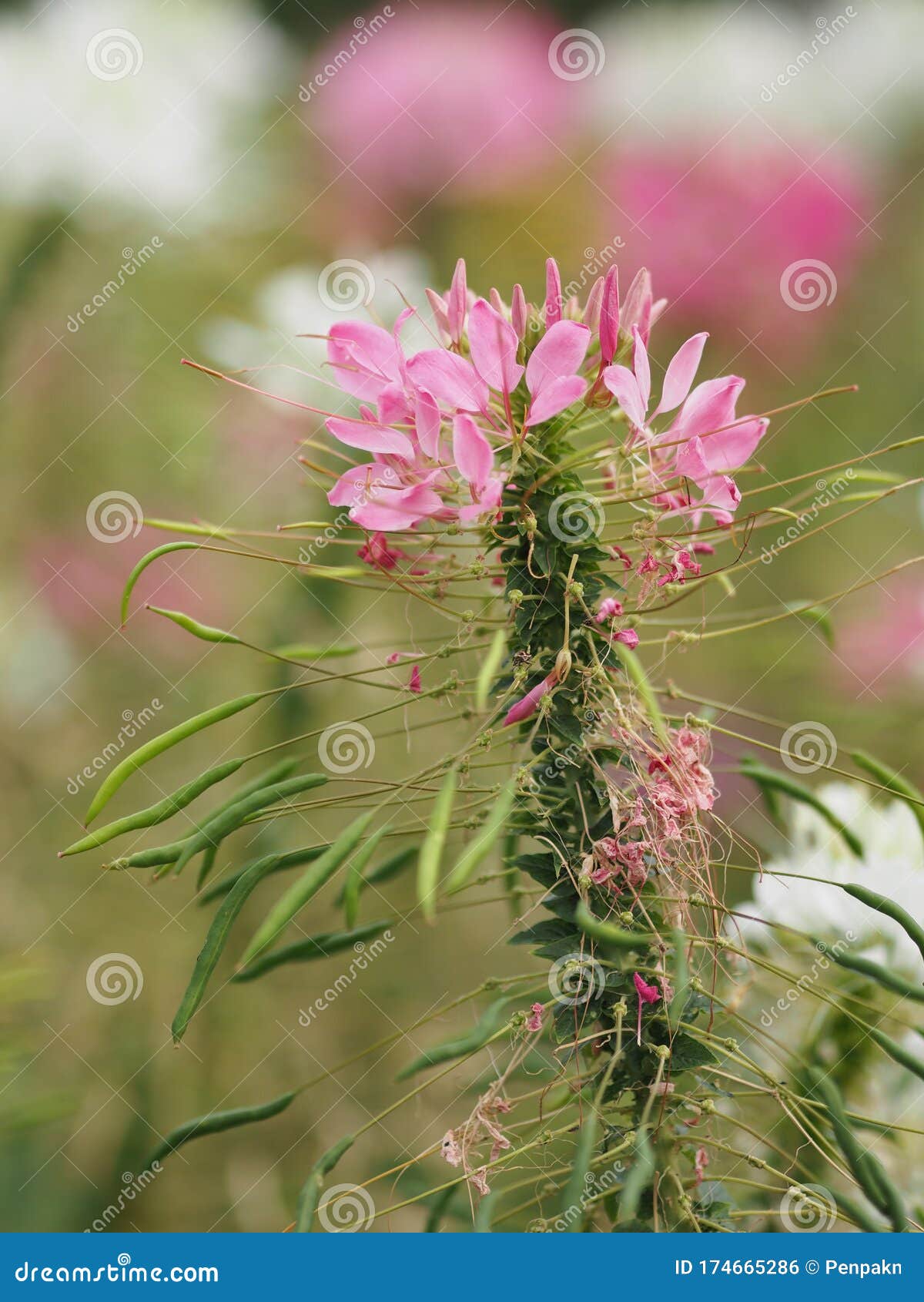 Cleome Hassleriana 蜘蛛花 蜘蛛植物 粉色皇后 祖父的晶须植物属库存照片 图片包括有花瓣 种类 Cleome Hassleriana 蜘蛛花 蜘蛛植物 粉色皇后 祖父的晶须植物属库存照片 图片包括有花瓣 种类