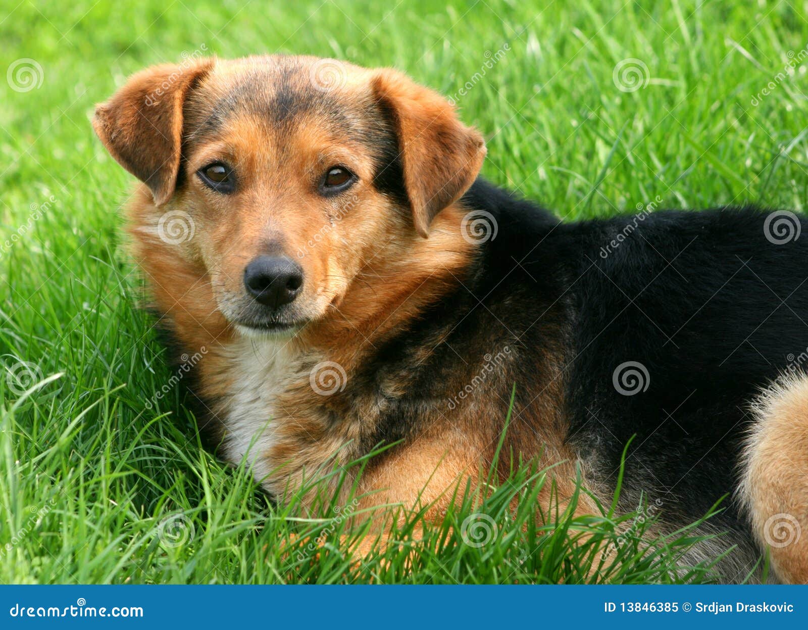 Clever dog stock image. Image of look, portrait, nature 13846385