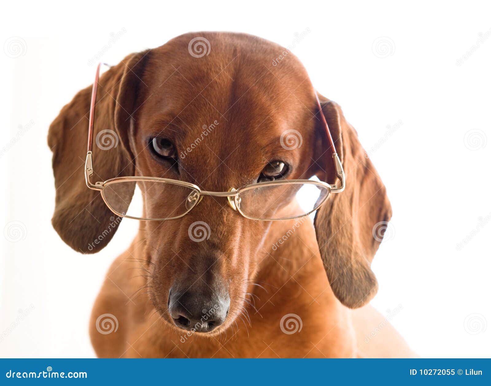Clever dog in glasses stock image. Image of brain, animal 10272055