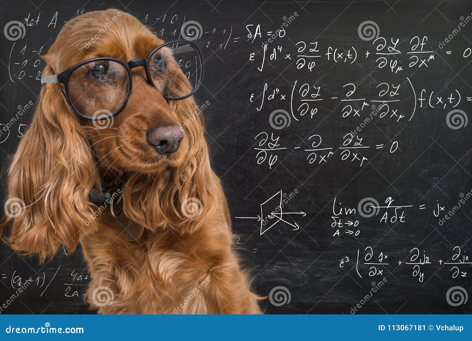 clever funny dog wearing eyeglasses. math equations on blackboard in background