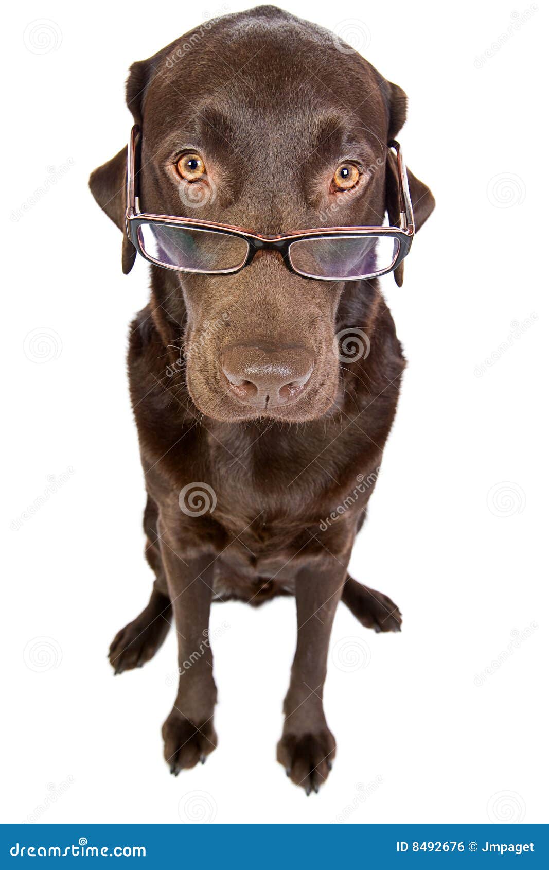 Clever Labrador with Glasses Stock Photo Image of spectacles