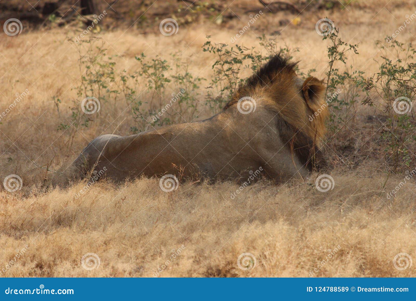 King of Animal stock image. Image of forest, reserve - 124788589