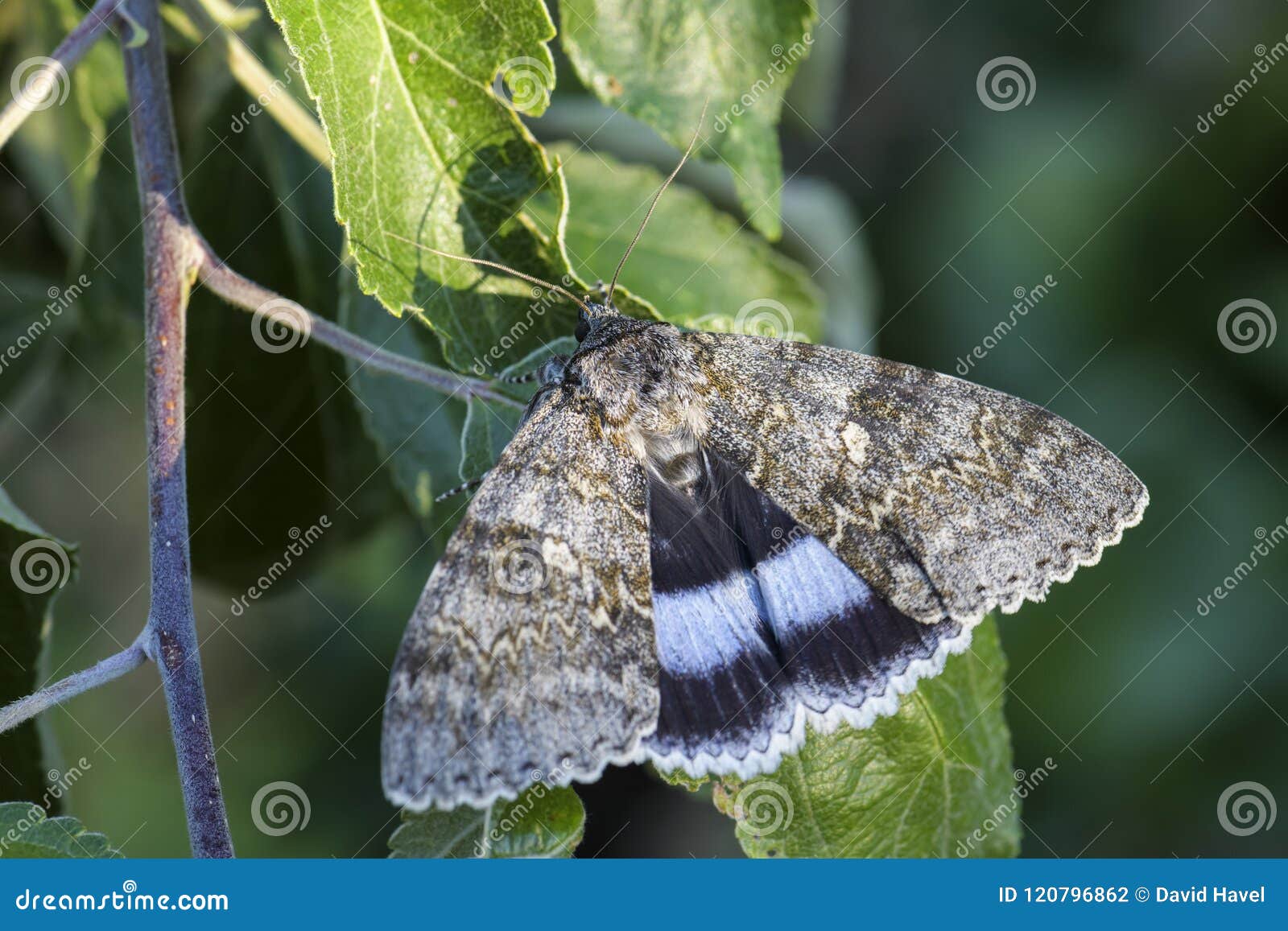 clifden nonpareil moth - catocala fraxini