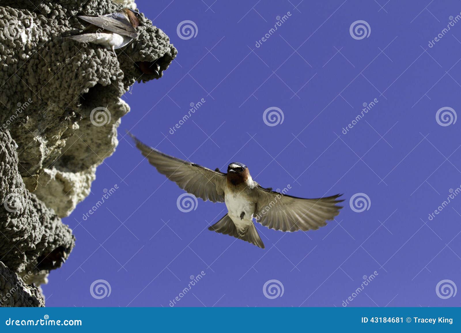 a cliff swallow (petrochelidon pyrrhonota) in mid air