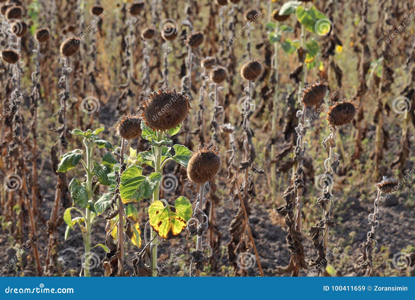 Climate Change, Drought in Sunflower Field Stock Image - Image of ...