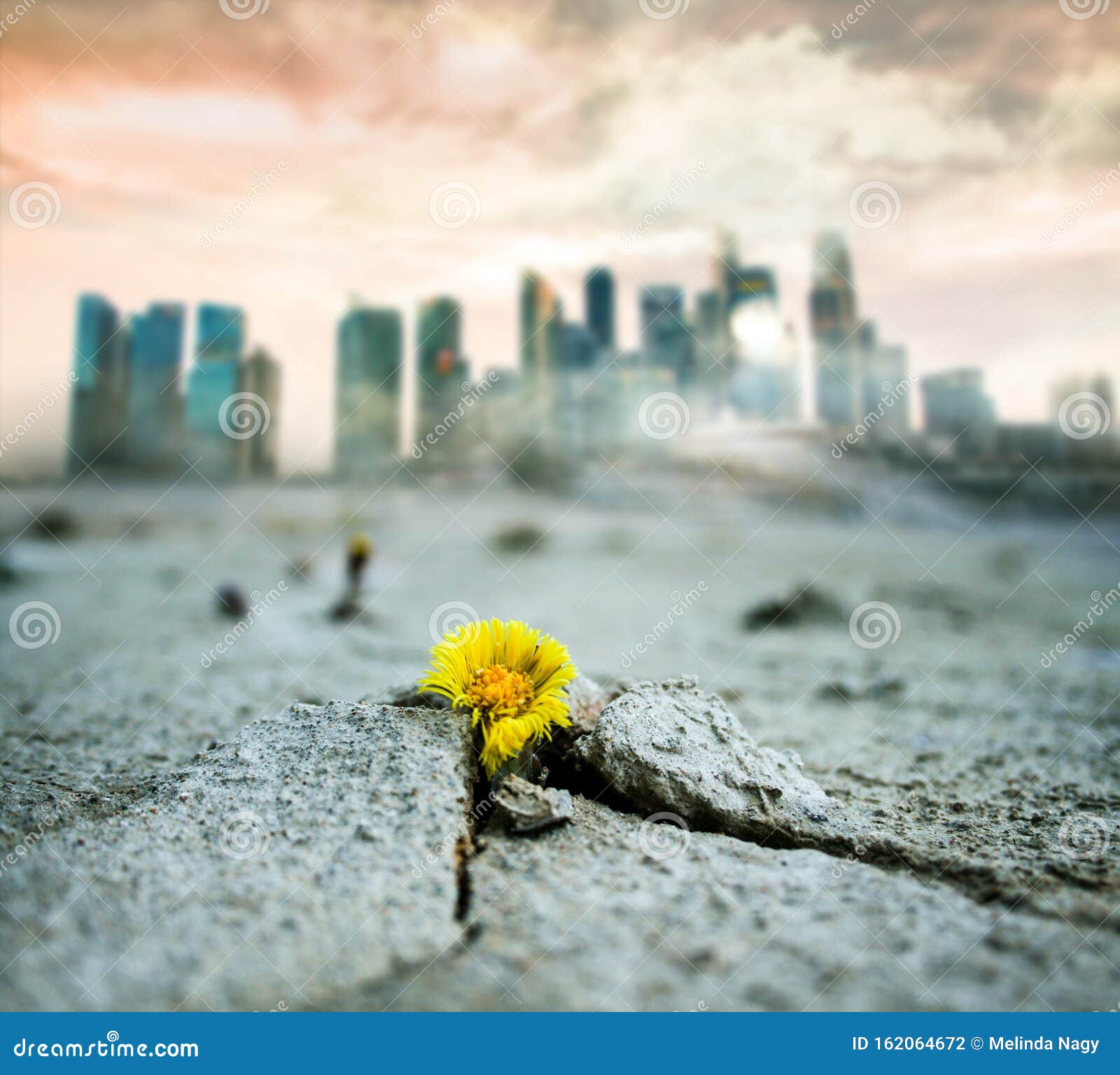 climate change or global warming banner - yellow flower growing in cracked dried land, grey polluted city in the background