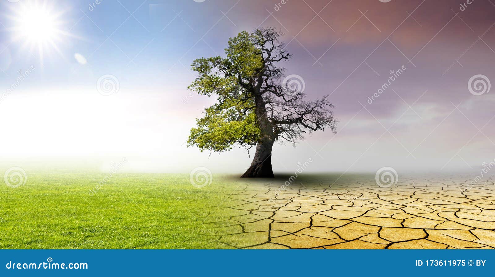 climate change - landscape with  oak tree