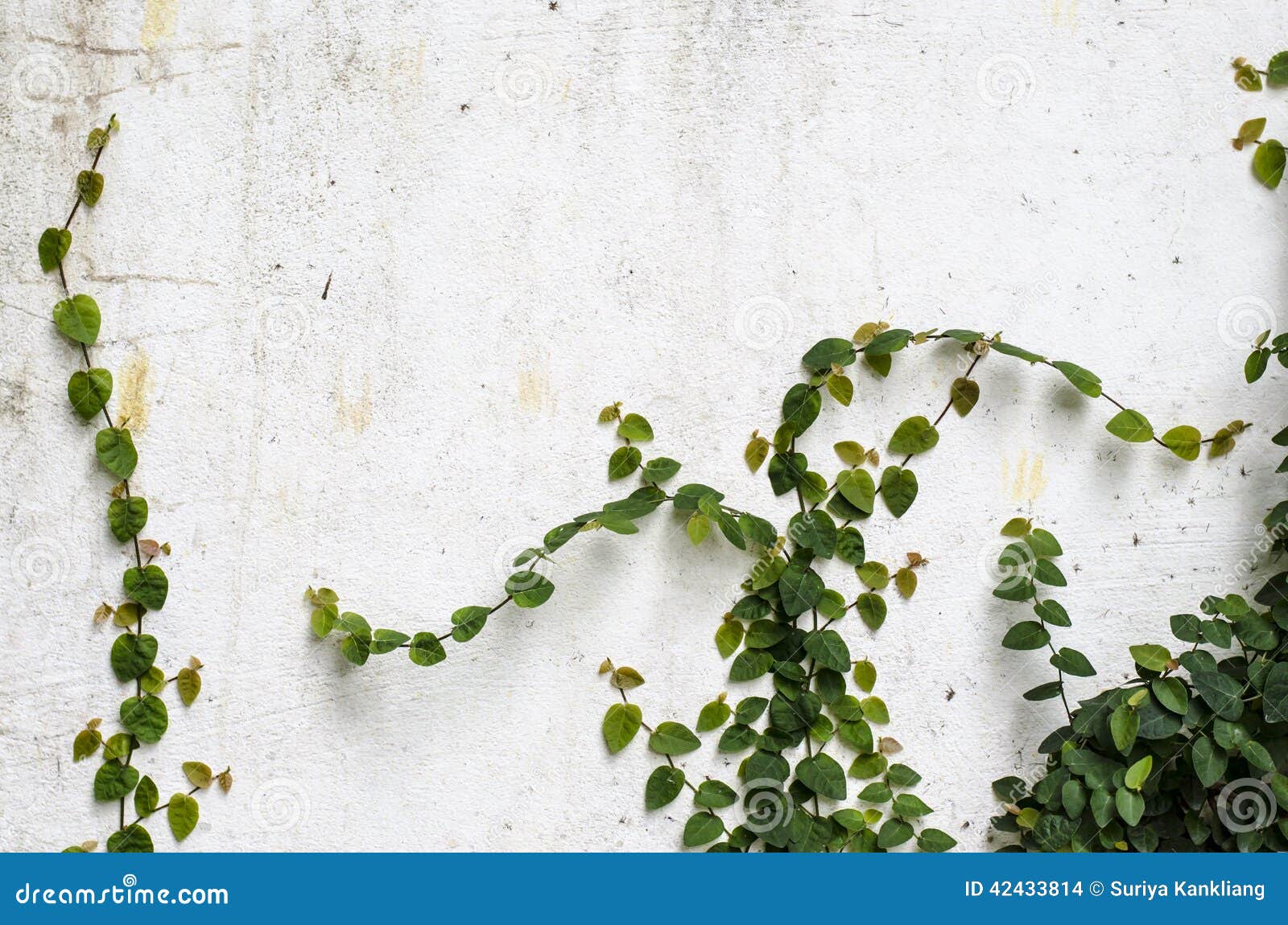 Climber Plant on Concrete Wall Stock Photo Image of background