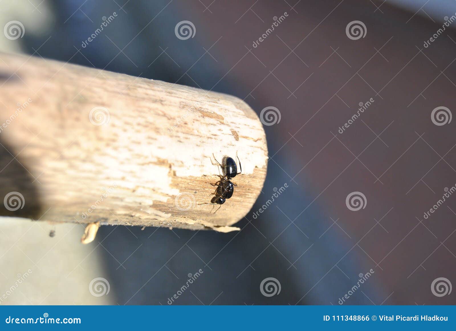 climbing ant on wood stick