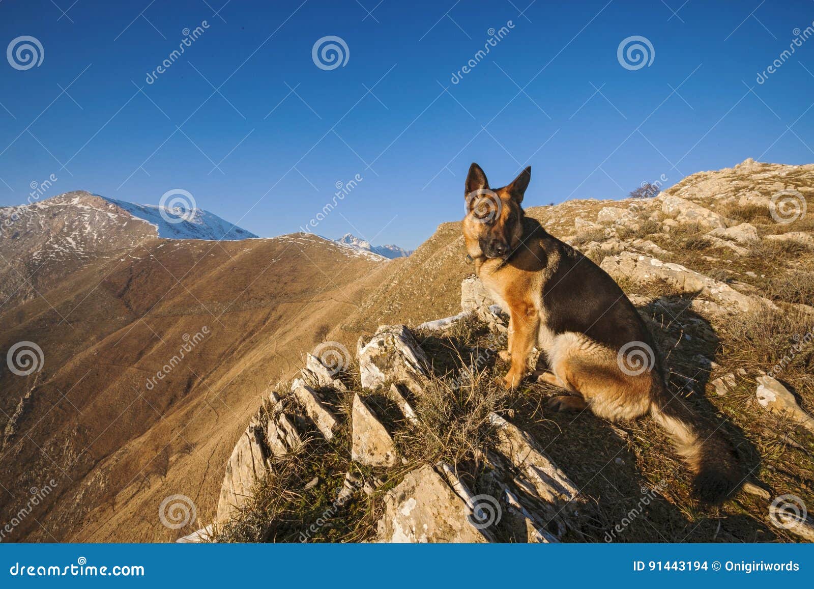 Climbing dog stock photo. Image of detail, view, rock 91443194