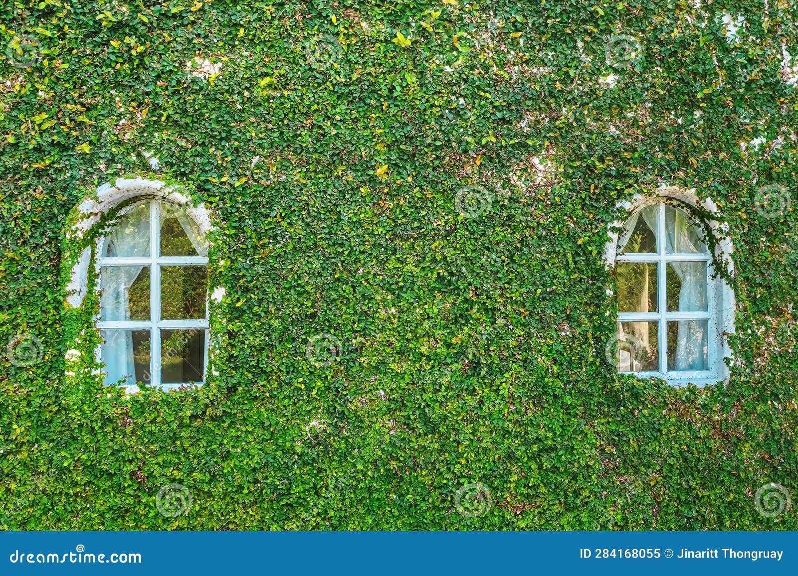 Creeping Ficus, Plant That Covers Walls On Outdoor Places, Exterior ...