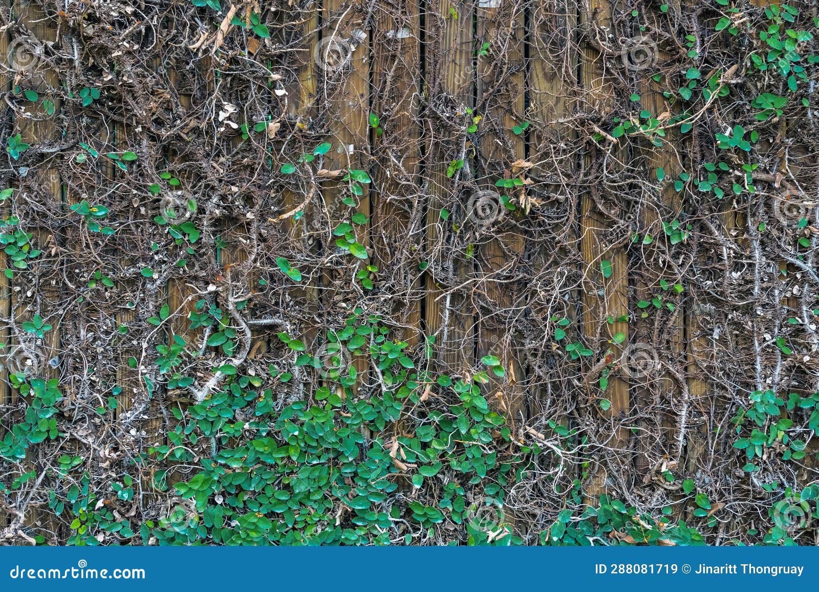 Climbing Fig or Creeping Fig (Ficus Pumila) Stock Image - Image of ...