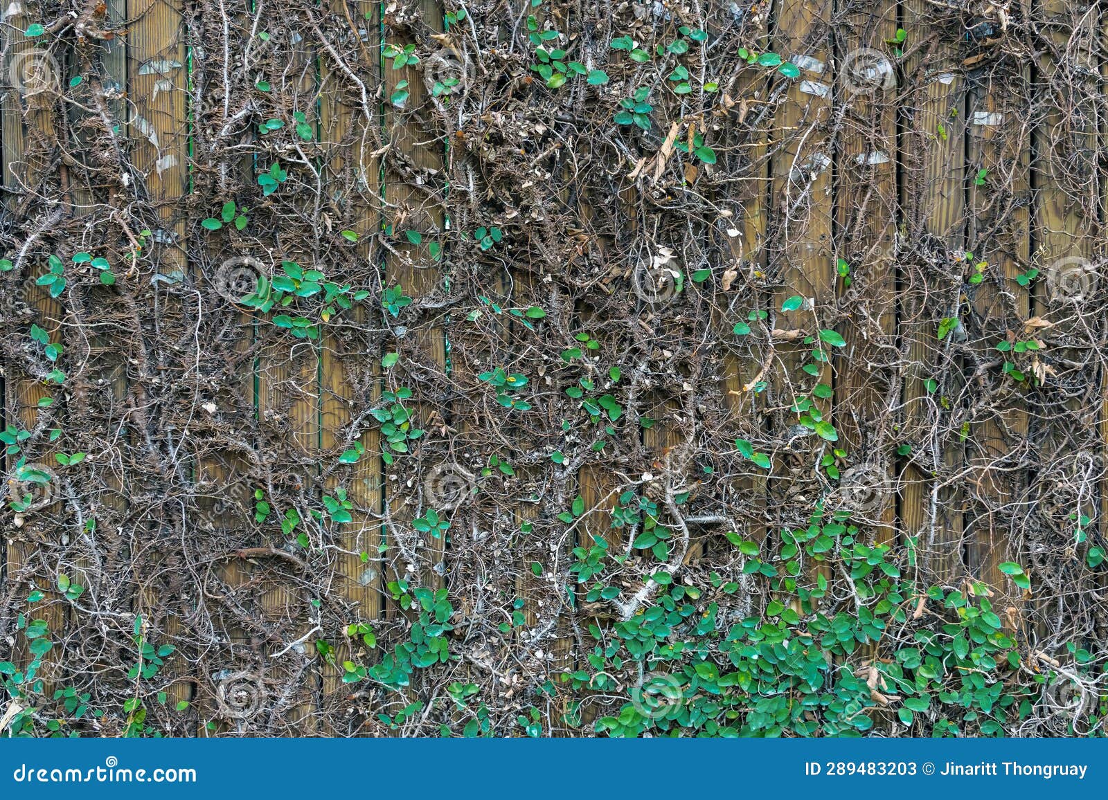 Climbing Fig or Creeping Fig (Ficus Pumila) Stock Image - Image of ...