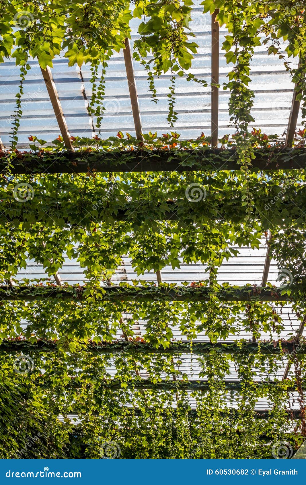 Climbing green plant stock photo. Image of abstract, life 60530682