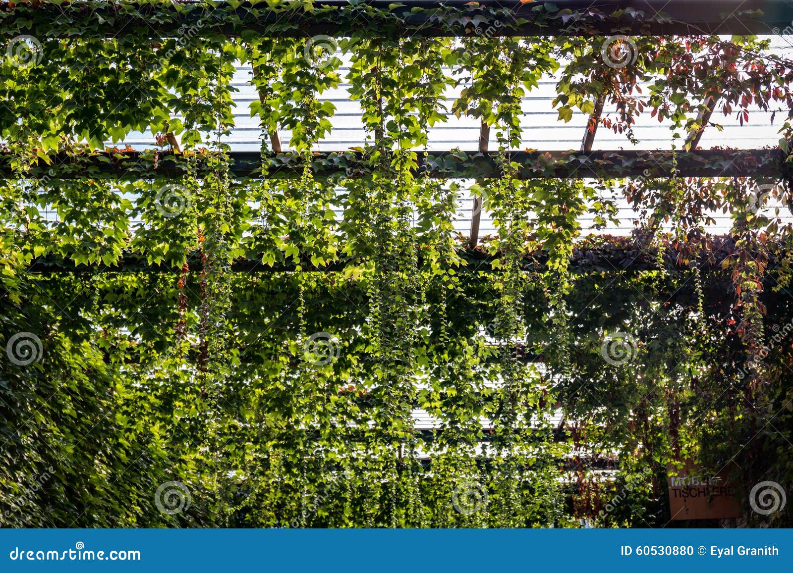 Climbing green plant stock photo. Image of decoration 60530880