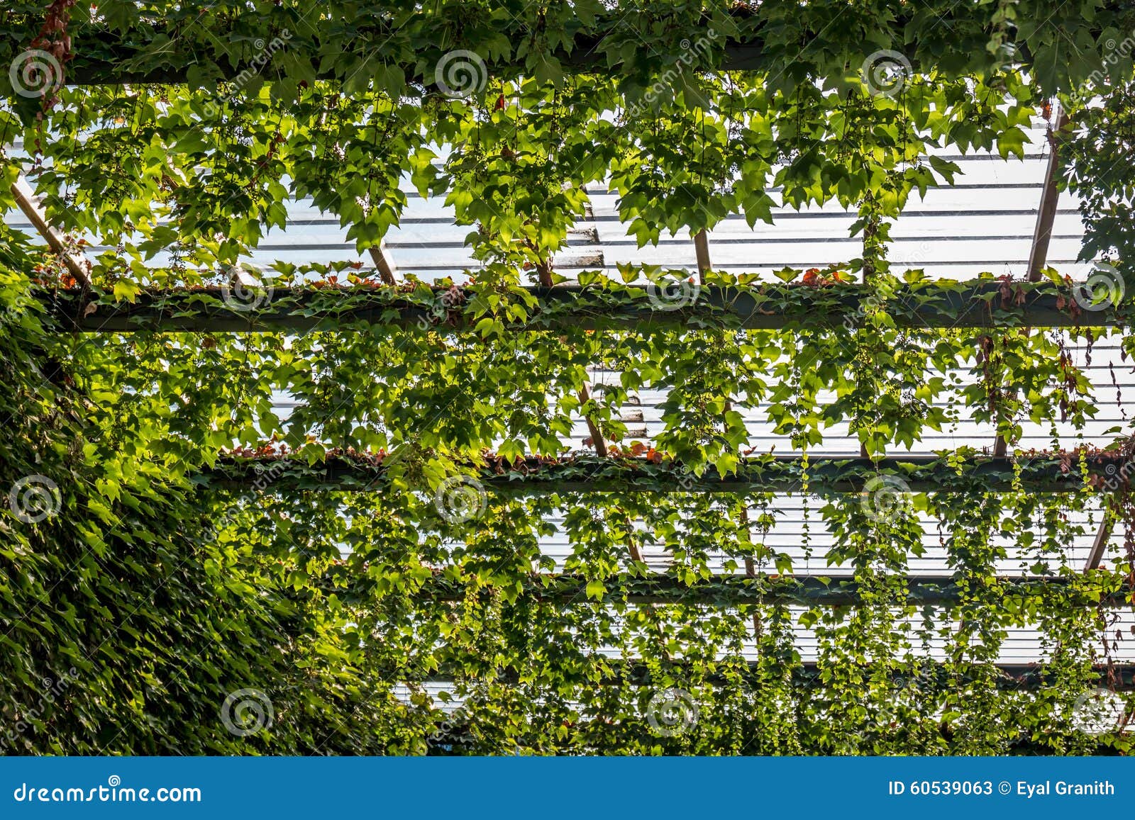 Climbing green plant stock image. Image of botanical 60539063