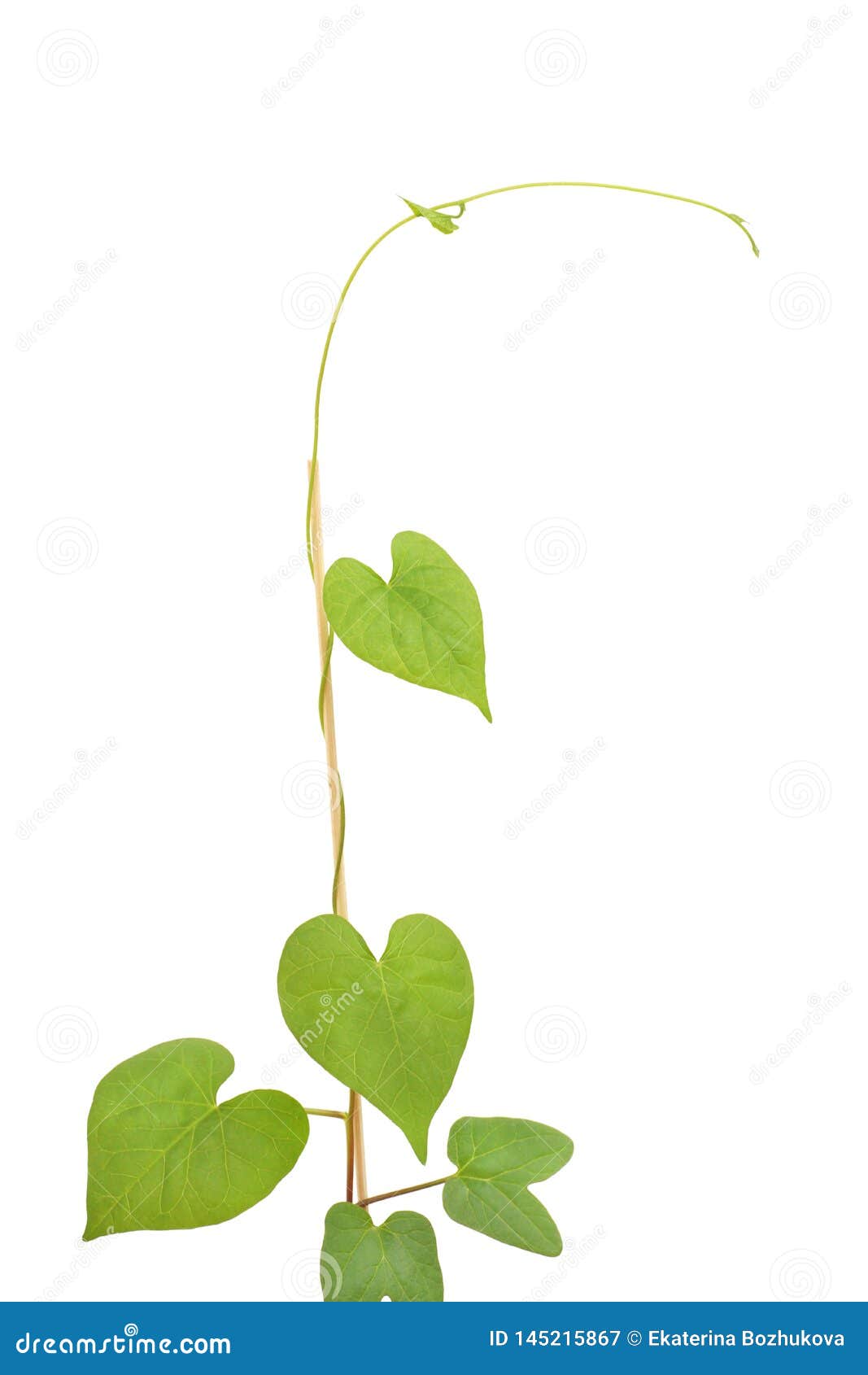 Climbing green plant stock image. Image of spring, clipping 145215867