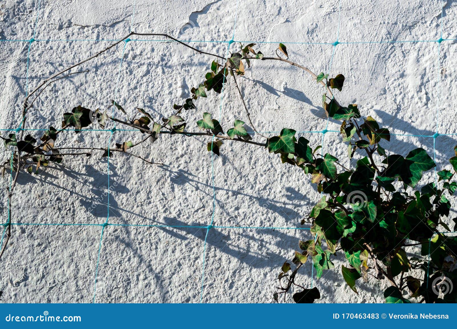 Climbing Green Plants on the White Wall Stock Image Image of climber