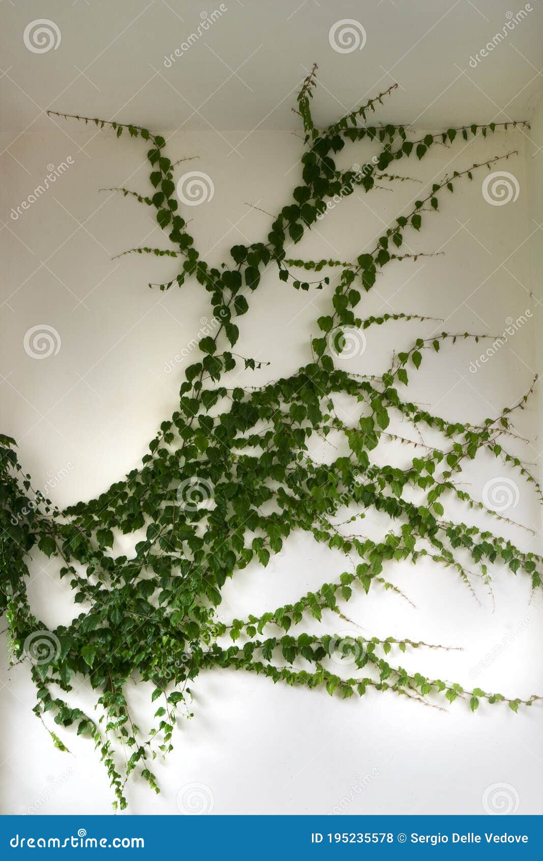 Climbing ivy stock photo. Image of green, ancient, house - 195235578