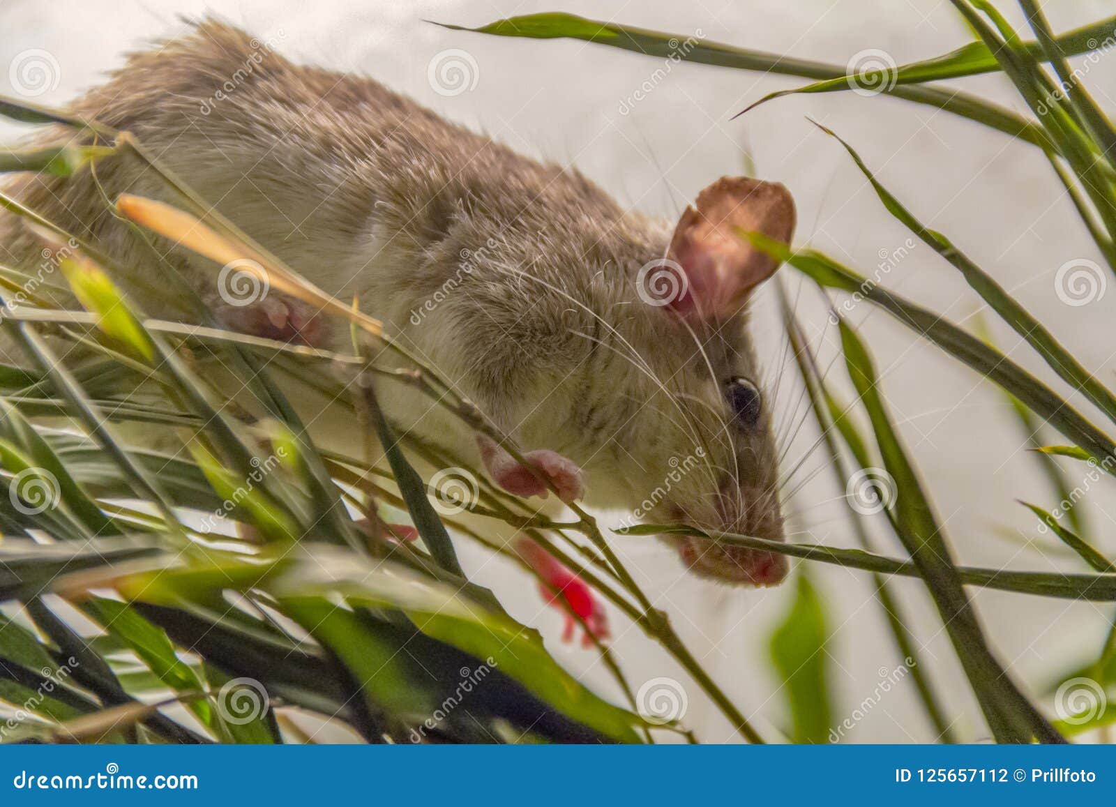 Climbing mouse stock photo. Image of fauna, small, animal 125657112