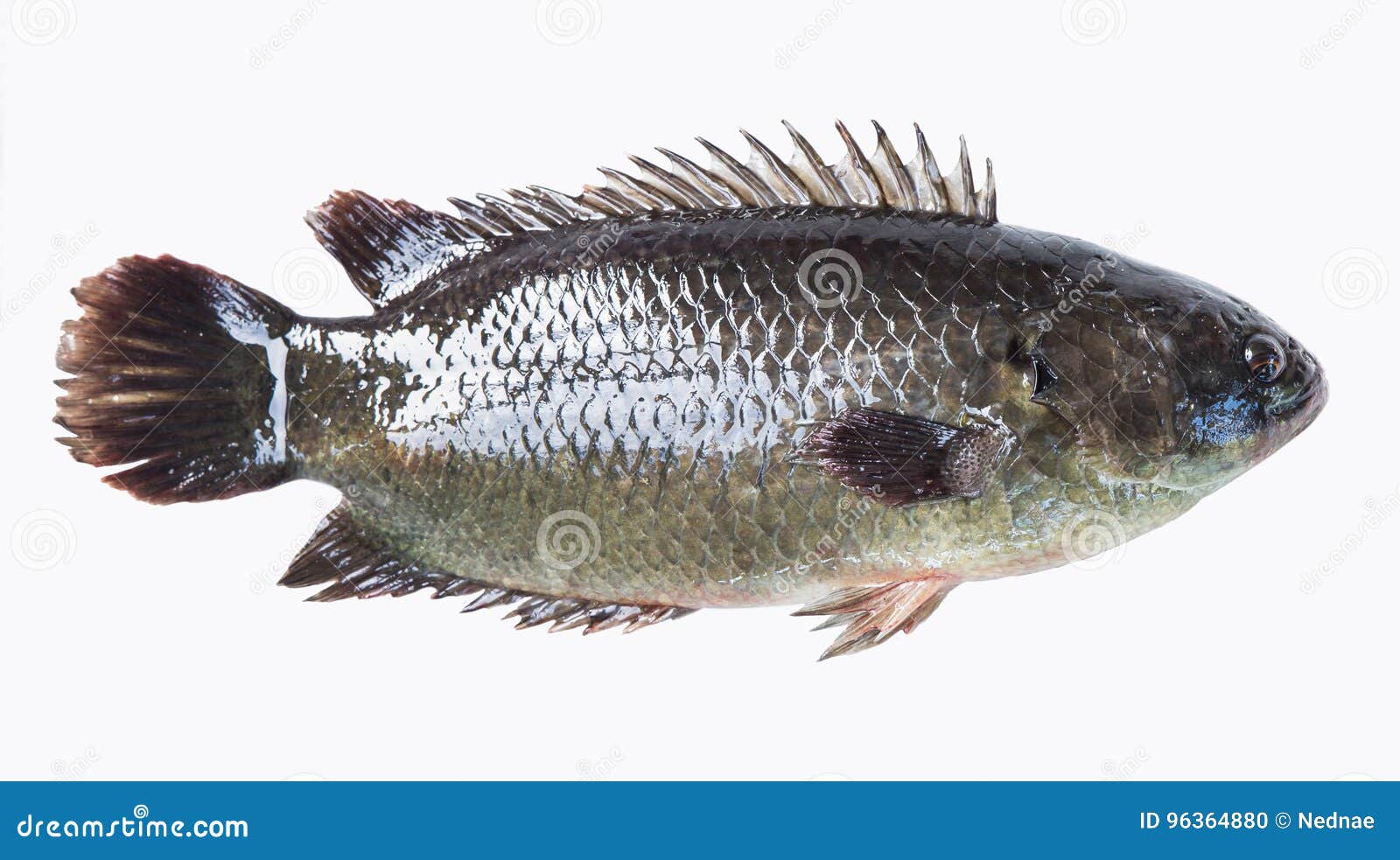 Climbing perch fish stock photo. Image of climbing, clipping 96364880