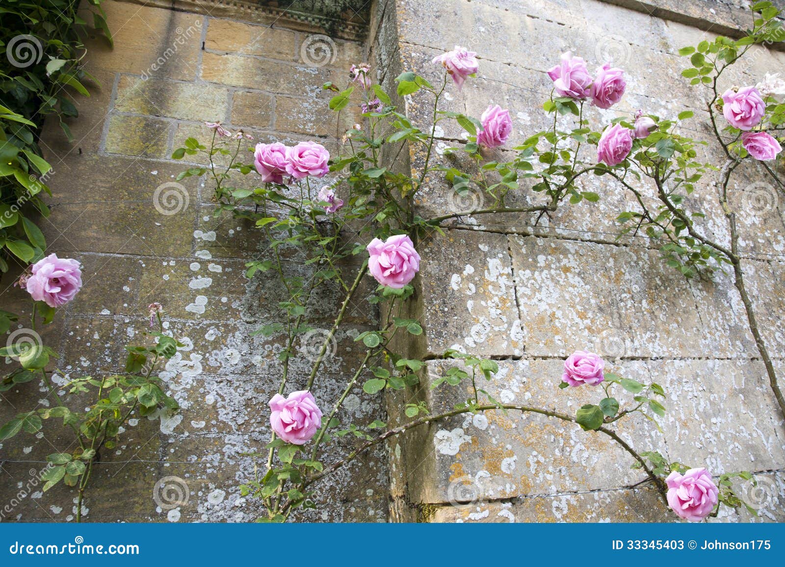 Climbing Pink Rose stock image. Image of manor, outside 33345403