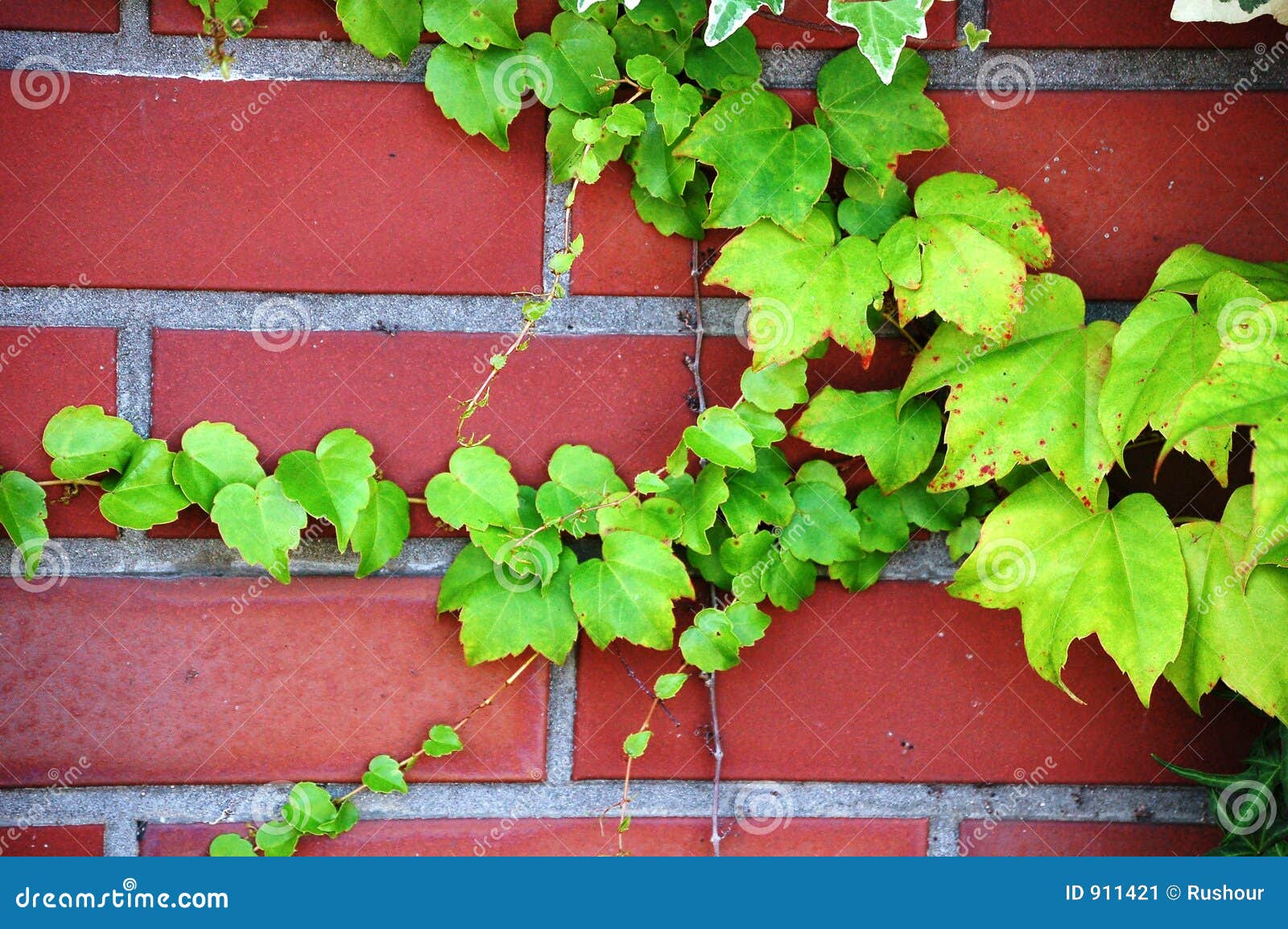 Climbing Plant Over Red Brick Wall Stock Image Image of garden