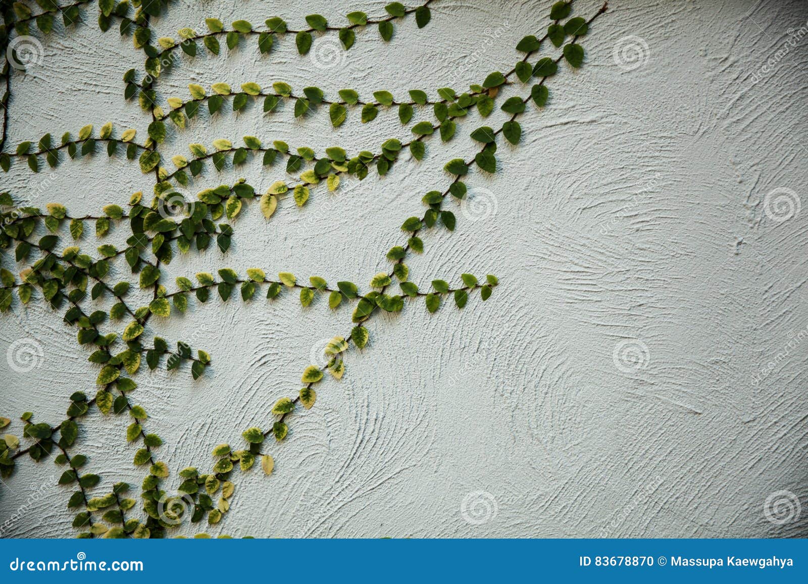 Climbing Plant on the Concrete Wall. Stock Photo Image of leaf