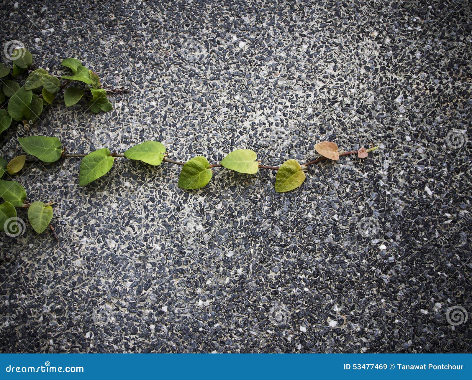 Climbing plant stock image. Image of plant, leaf, nature 53477469