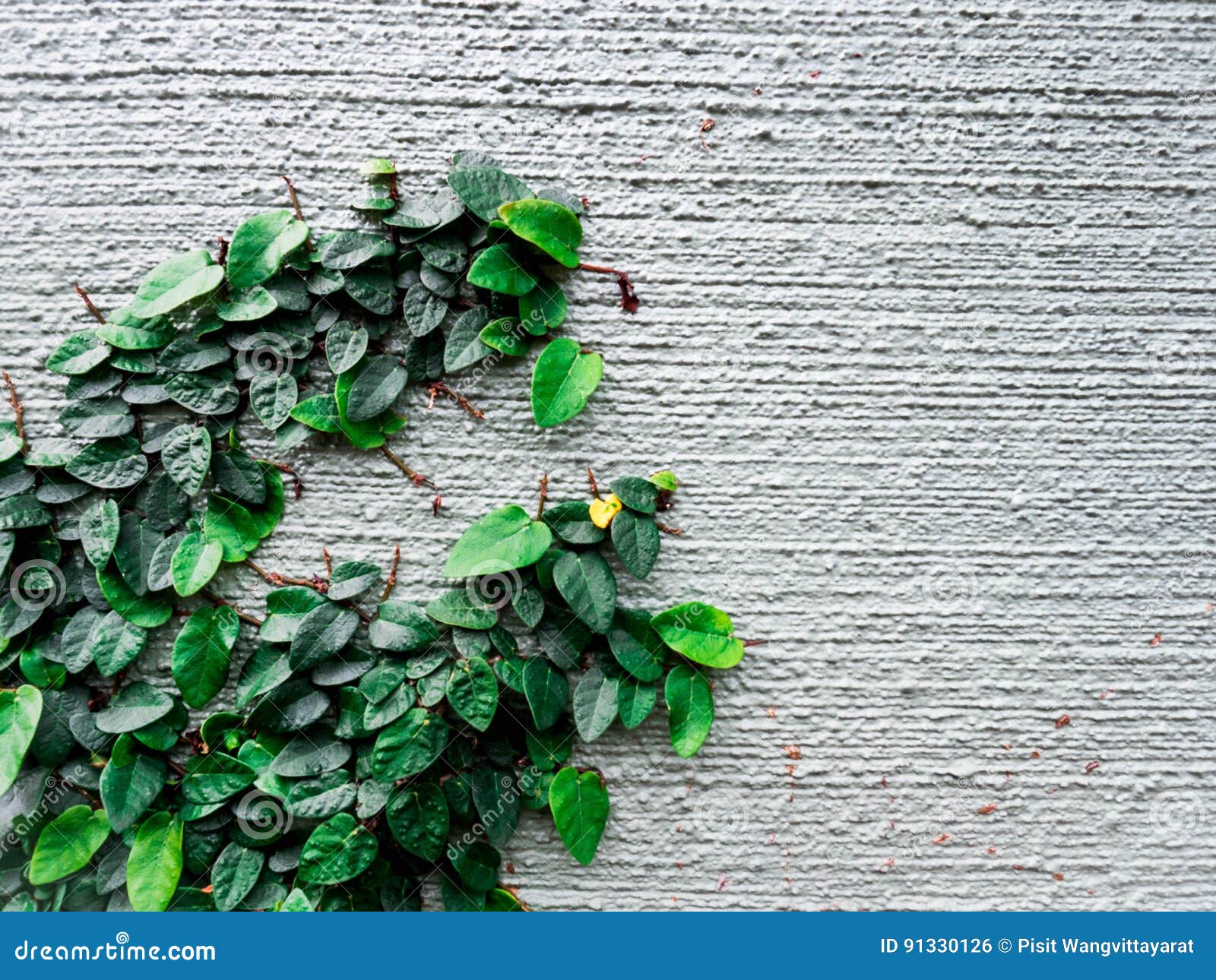 climbing plant  on wall background