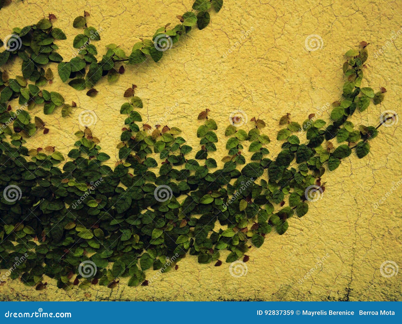 Climbing plant stock image. Image of cracked, climbing 92837359