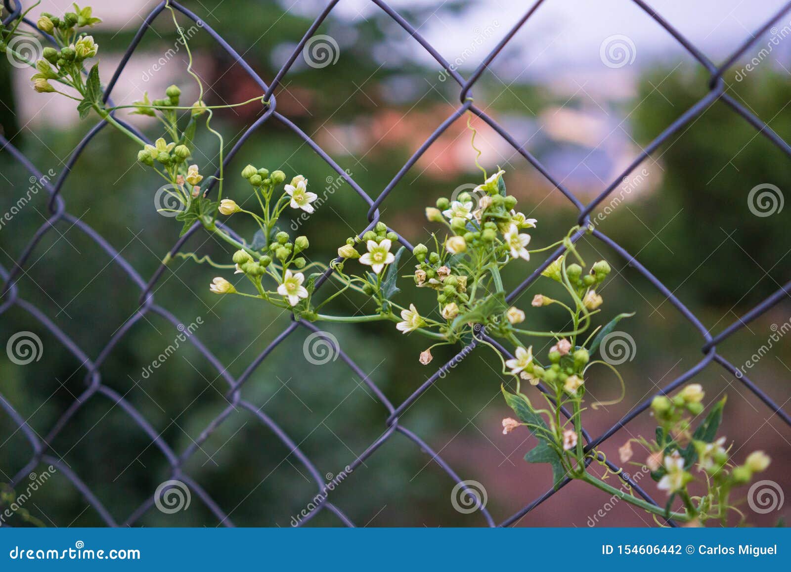 Climbing Plant on a Wire Fence Stock Photo Image of flora, climber