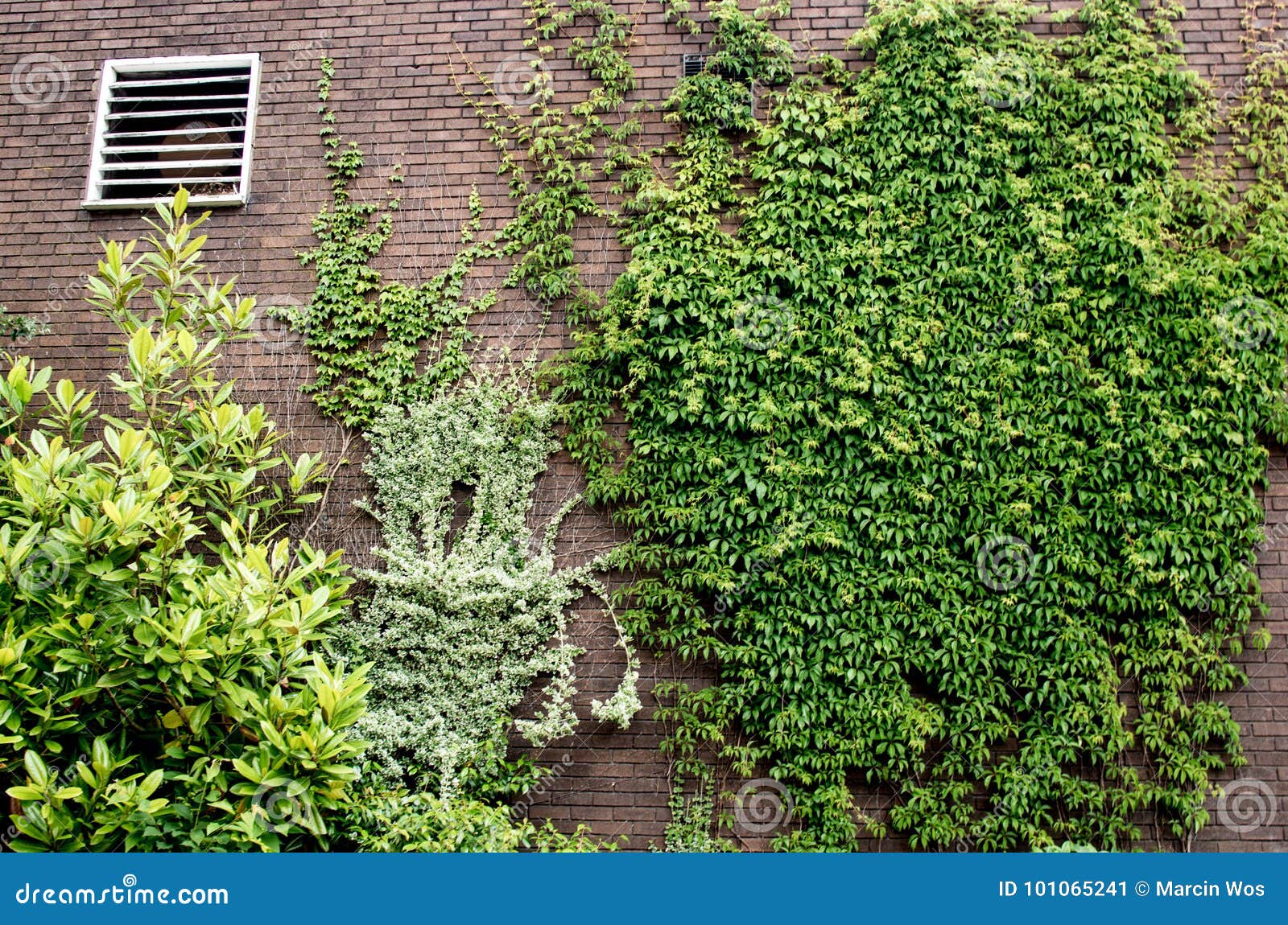 Climbing Plants on the Brick Wall Stock Image Image of green, decorative 101065241