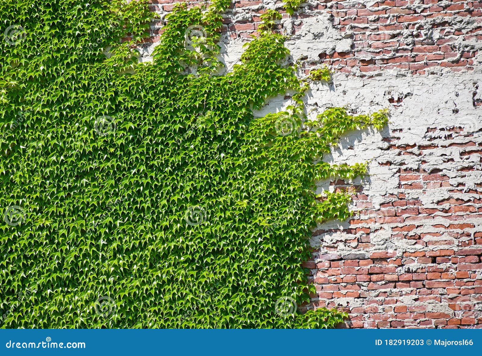 Climbing Plants on the Brick Wall Stock Image Image of apartment