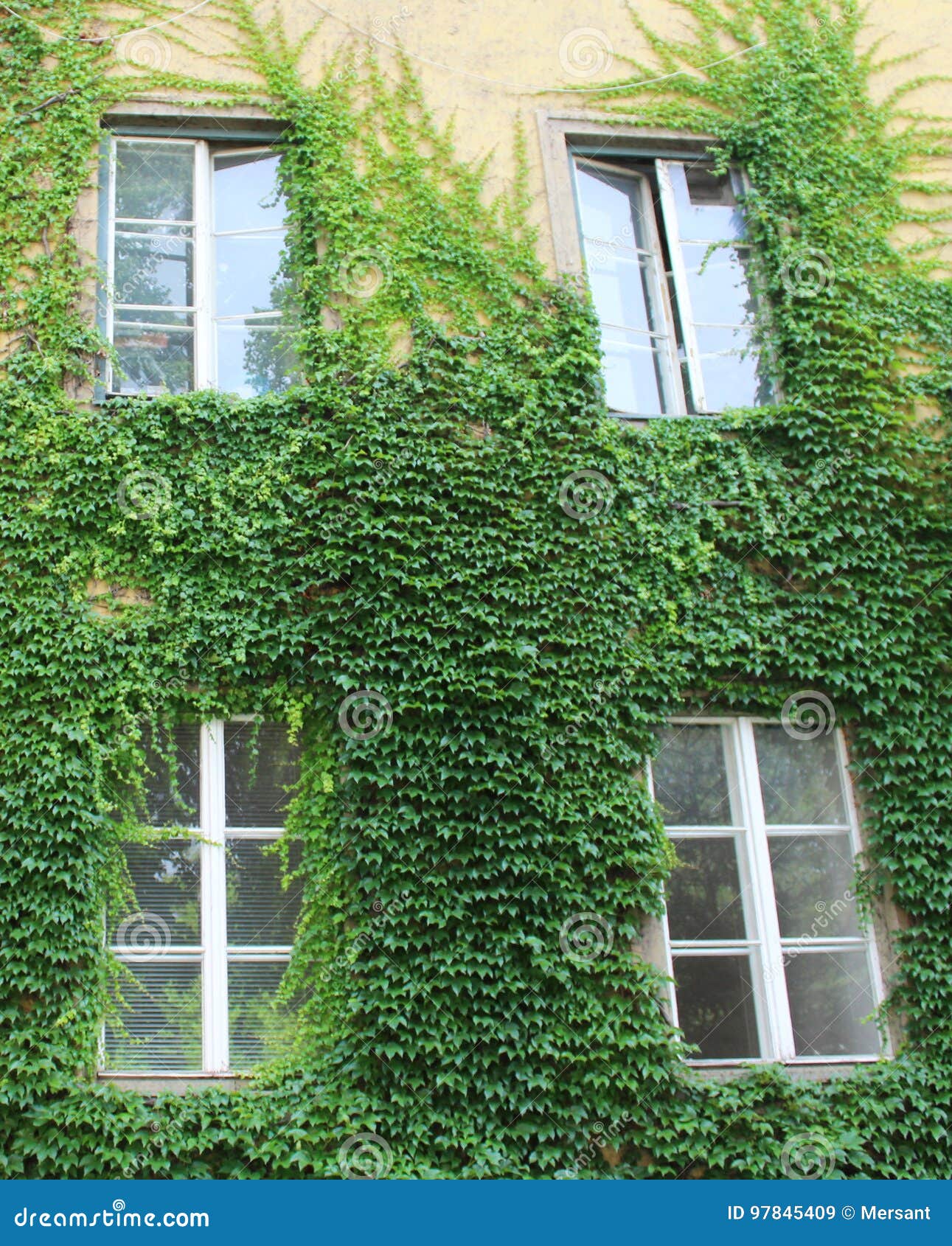 Climbing Plants on a Buliding Stock Image Image of climbing, color