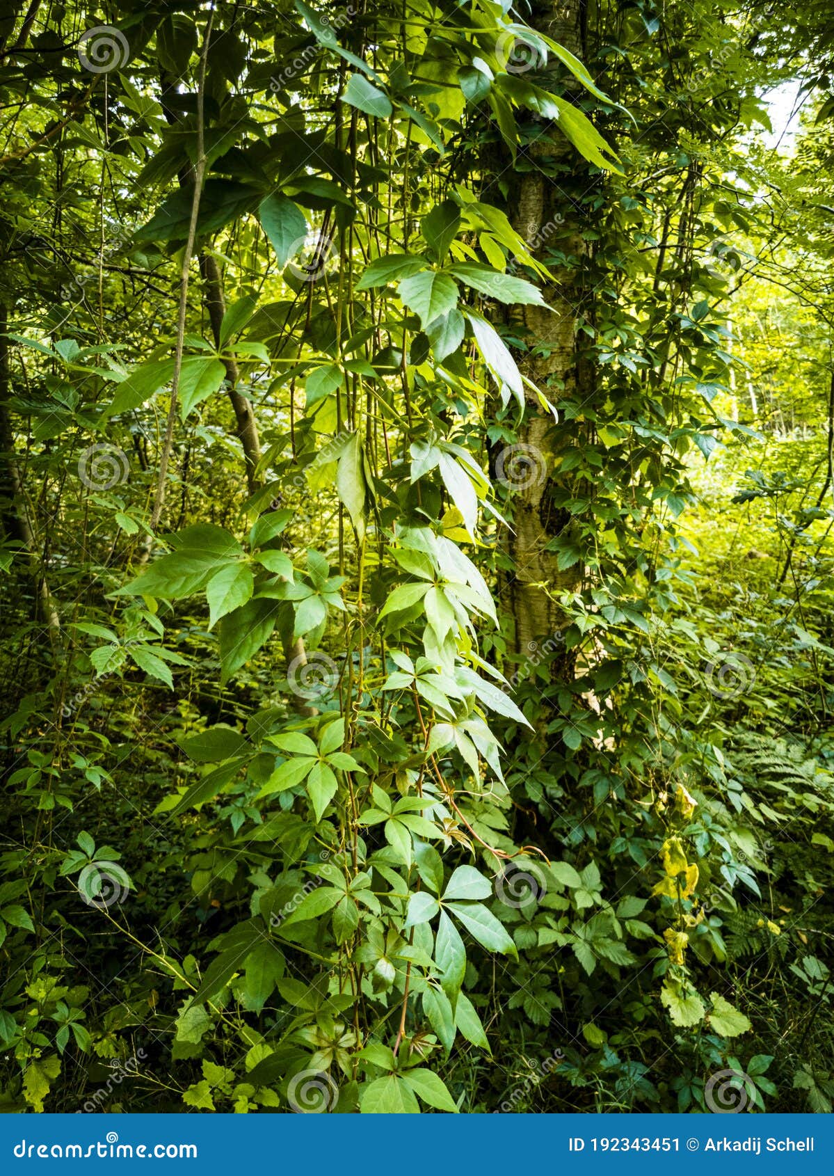 Climbing Plants Hang Down from Birch Trees in the Forest Stock Image