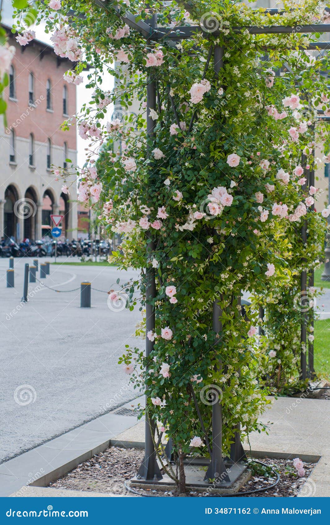 Climbing plants on a pole stock photo. Image of decorative 34871162