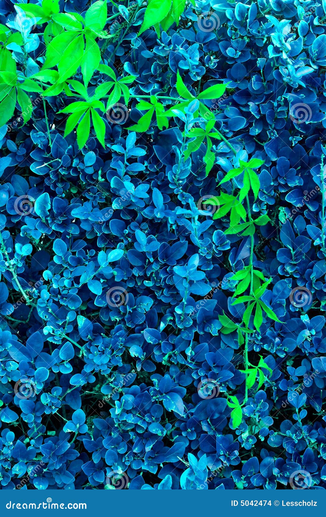 Climbing Plants On The Forest Glade, Fragment Top View, Background