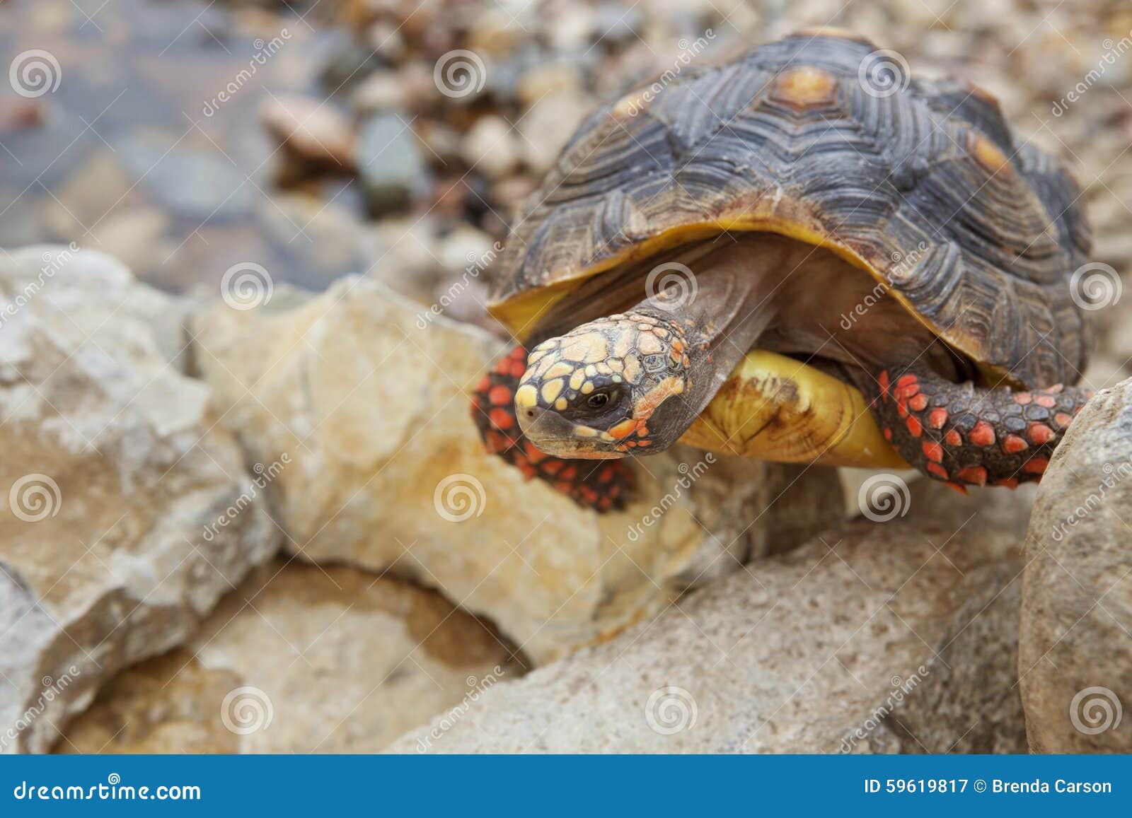 Climbing Tortoise stock image. Image of land, determined 59619817