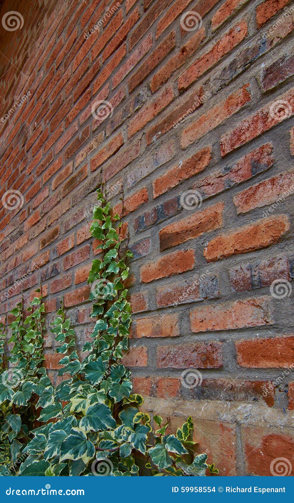 Climbing Vine on Red Brick stock photo. Image of brickwork 59958554