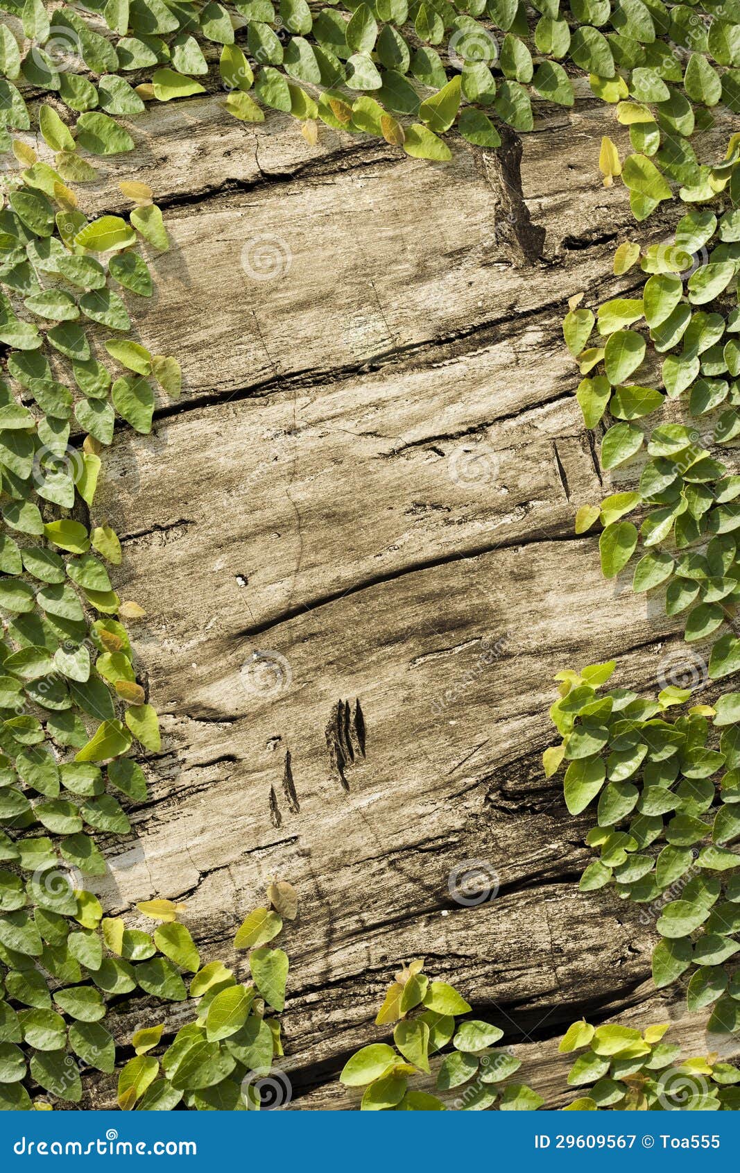 Climbing vine on wood wall stock image. Image of garden 29609567