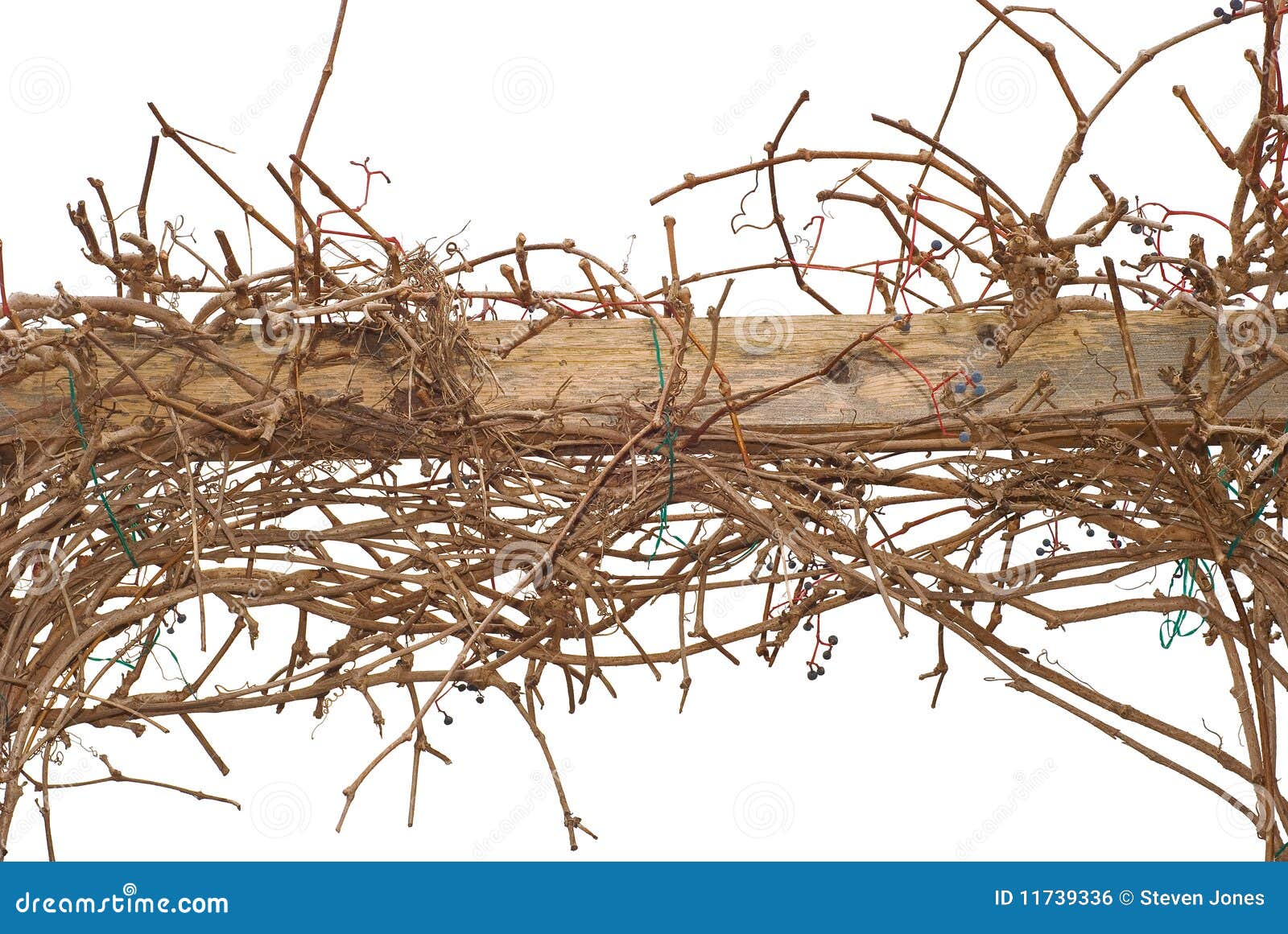 Climbing Vines on a Wooden Fence Stock Photo Image of climbing, fall