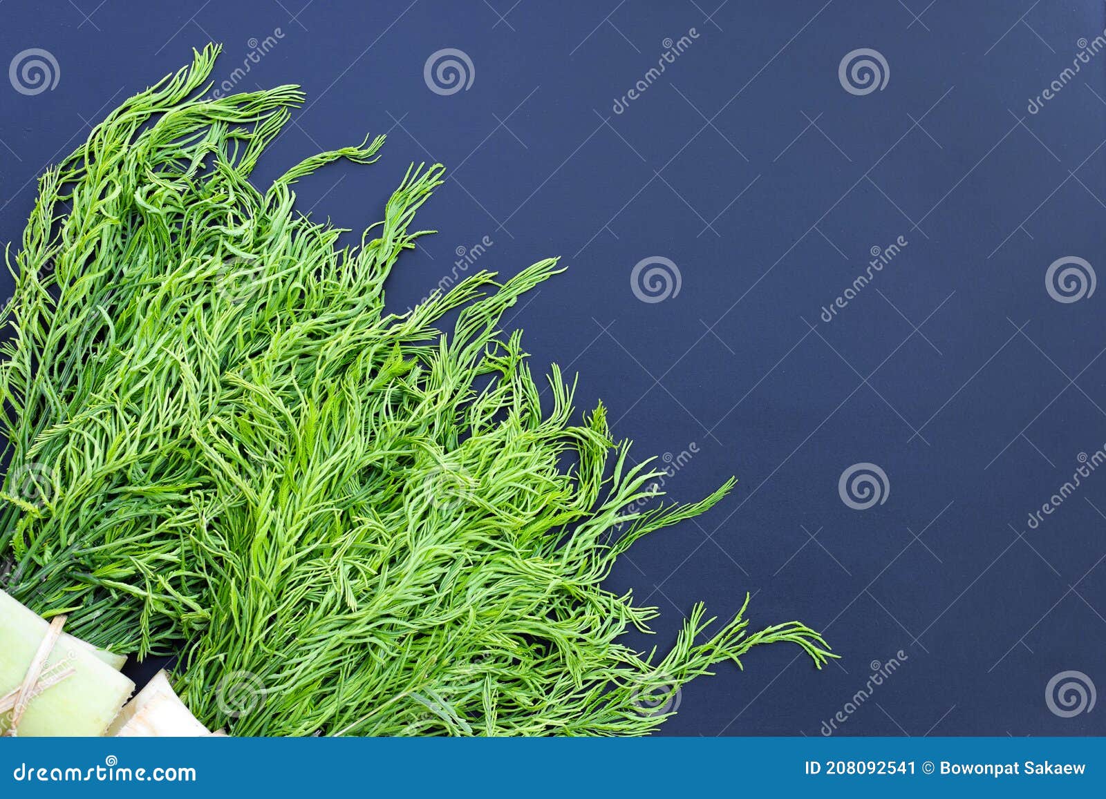 Climbing Wattle or Acacia Leaves Stock Image Image of nature, food