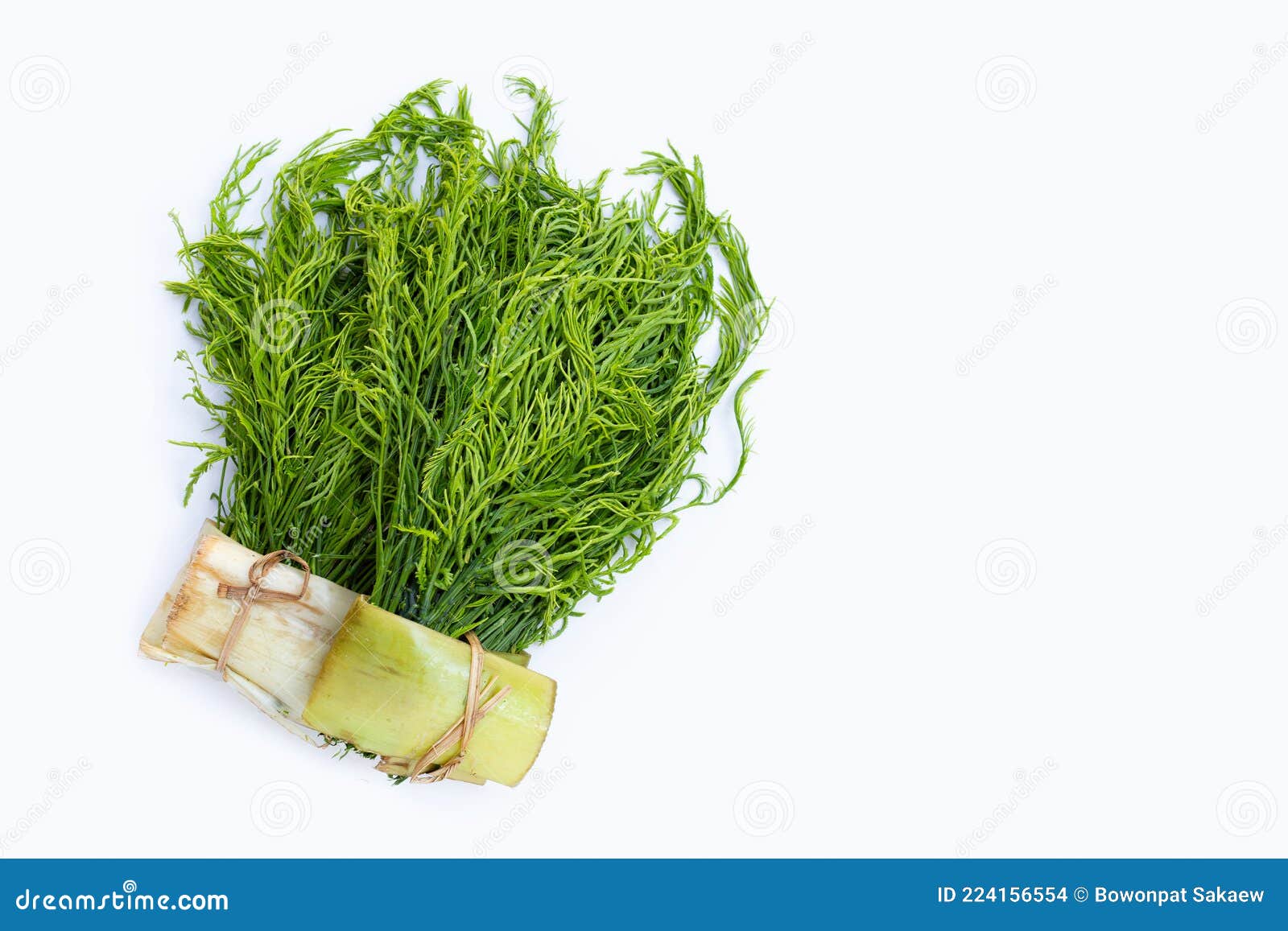 Climbing Wattle or Acacia Leaves on White Stock Photo Image of