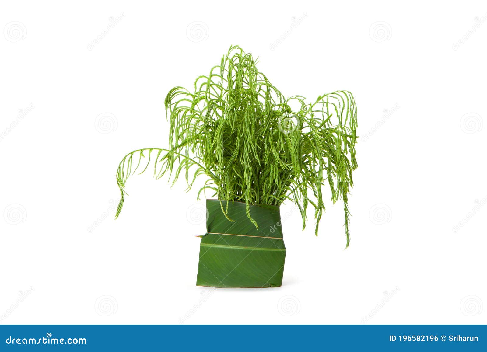 Climbing Wattle or Chaom Isolated Stock Photo Image of nutrition