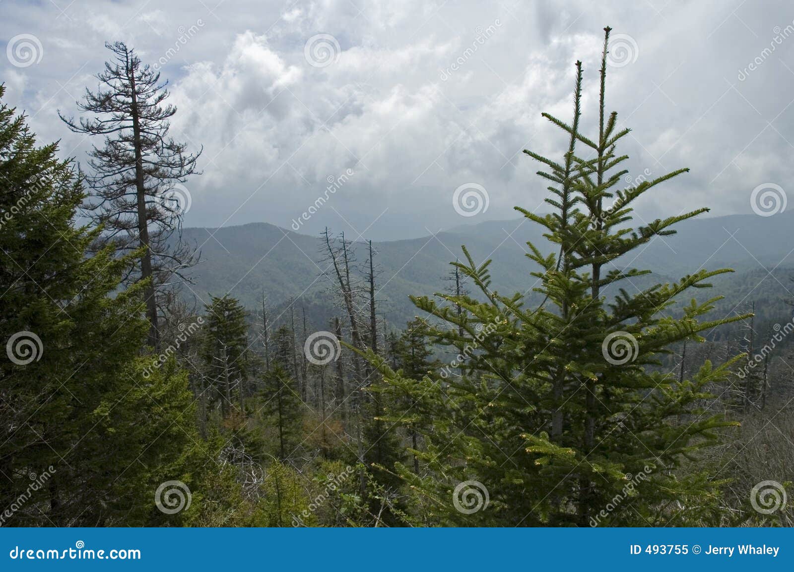 clingmans dome, great smokey mountains